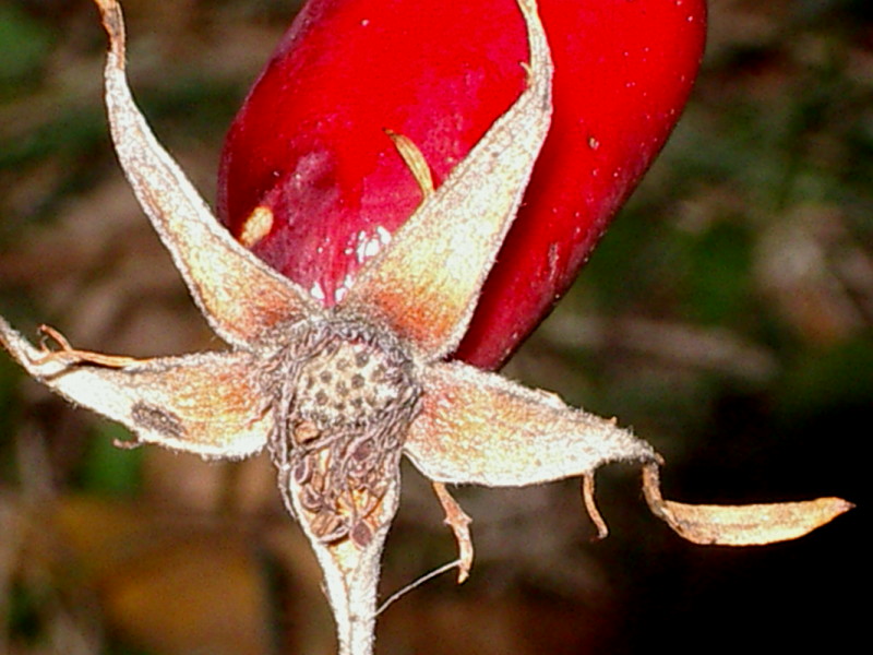 Rosso d''autunno